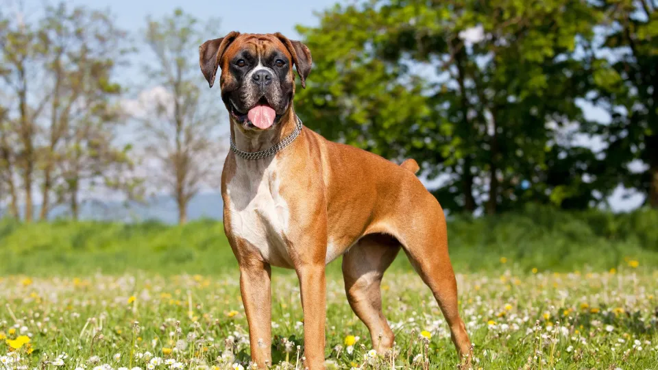 Boxer